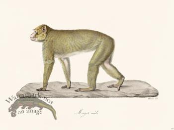 Cuvier 334 Male Magot